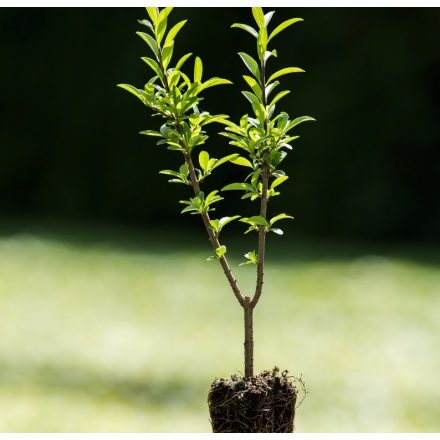 Foto Ligustrum vulgare Lodense (Ptačí zob obecný Lodense)