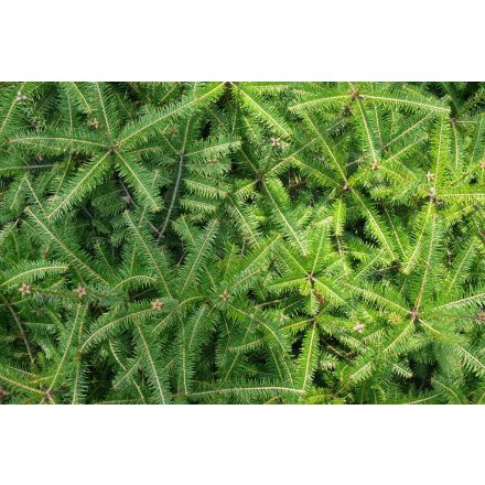 Miniatura - Abies alba (Jedle bělokorá) - prostokořenná