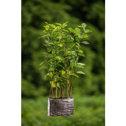 Miniatura - Carpinus betulus (Habr obecný) - QuickPot (QP)