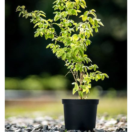 Miniatura - Lonicera xylosteum