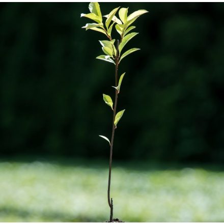 Miniatura - Prunus serotina