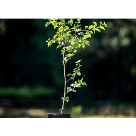 Foto Prunus mahaleb (Mahalebka obecná)