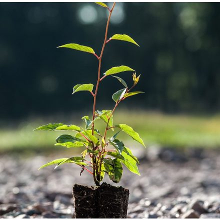 Foto Actinidia arguta Issai (Aktinidie význačná Issai)