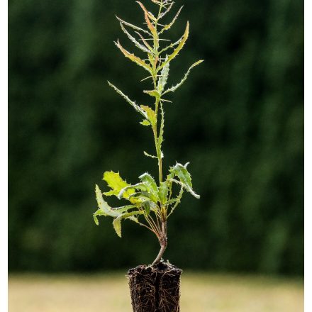 Foto Berberis julianae (Dřišťál Juliin)