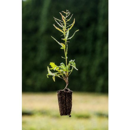 Miniatura - 