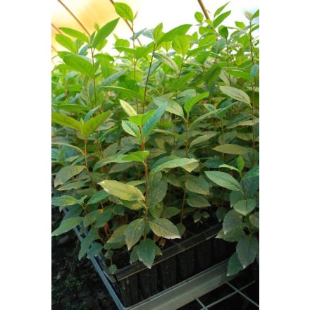 Miniatura - Aronia melanocarpa (Temnoplodec černoplodý) - QuickPot (QP)