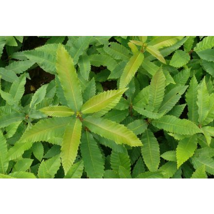 Miniatura - Castanea sativa (Kaštanovník setý) - prostokořenný