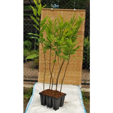 Miniatura - Castanea sativa (Kaštanovník setý) - QuickPot (QP)