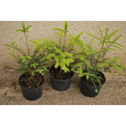 Miniatura - Abies alba (Jedle bělokorá) - kontejner 5 l