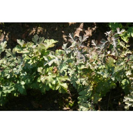 Miniatura - Crataegus monogyna (Hloh jednosemenný) - prostokořenný