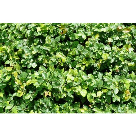 Miniatura - Fagus sylvatica (Buk lesní) - prostokořenný