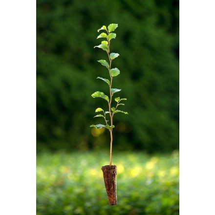 Miniatura - Fagus sylvatica (Buk lesní) - QuickPot (QP)