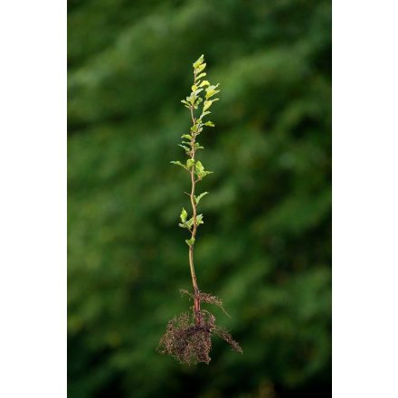 Miniatura - Fagus sylvatica (Buk lesní) - prostokořenný