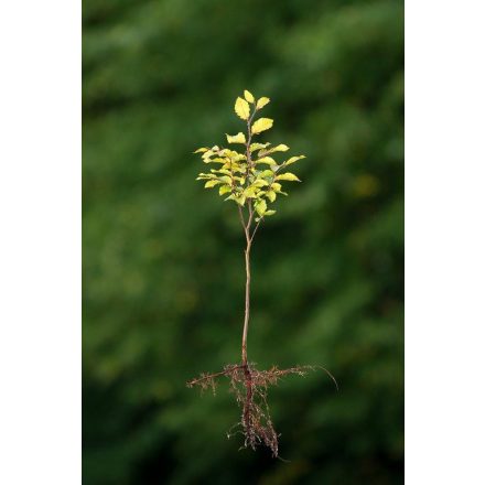Miniatura - Fagus sylvatica (Buk lesní) - prostokořenný