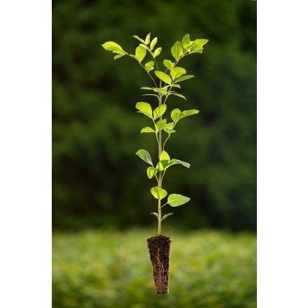Miniatura - Fraxinus excelsior (Jasan ztepilý) - QuickPot (QP)