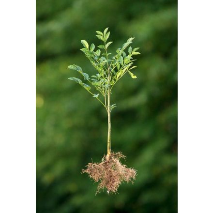 Miniatura - Fraxinus excelsior (Jasan ztepilý) - prostokořenný