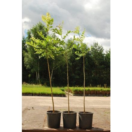 Miniatura - Fraxinus excelsior (Jasan ztepilý) - kontejner 5 l