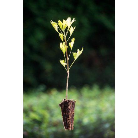 Miniatura - Ginkgo biloba (Jinan dvoulaločný) - QuickPot (QP)