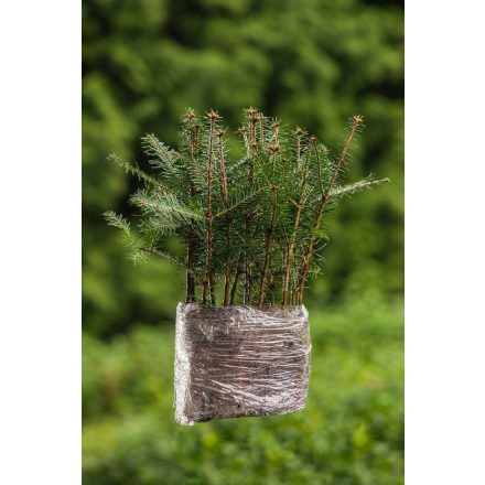 Miniatura - Abies alba (Jedle bělokorá) - QuickPot (QP)