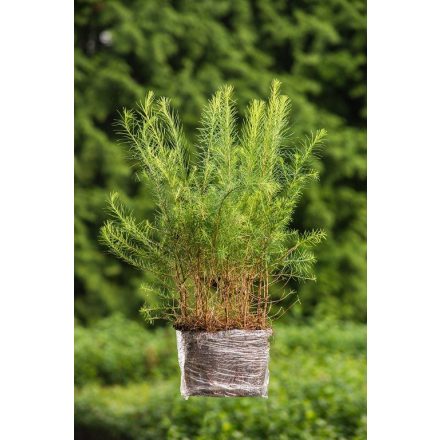 Miniatura - Larix decidua (Modřín opadavý) - QuickPot (QP)