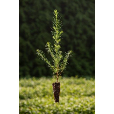 Miniatura - Larix decidua (Modřín opadavý) - QuickPot (QP)