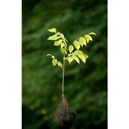 Miniatura - Juglans nigra (Ořešák černý) - prostokořenný