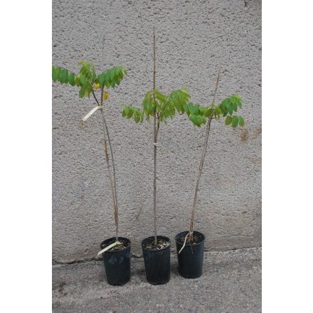 Miniatura - Juglans nigra (Ořešák černý) - kontejner 3 l