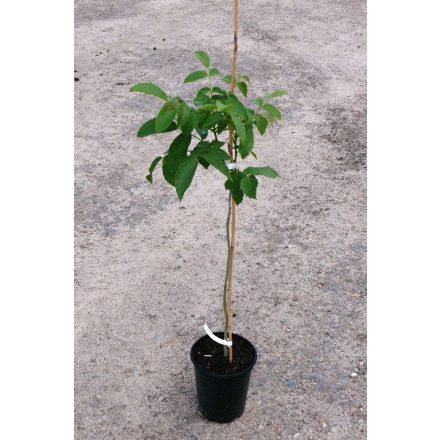 Miniatura - Juglans regia (Ořešák královský) - kontejner 5 l