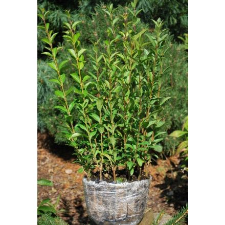 Miniatura - Ligustrum vulgare (Ptačí zob obecný) - QuickPot (QP)