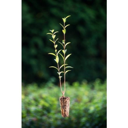 Miniatura - Ligustrum vulgare (Ptačí zob obecný) - QuickPot (QP)