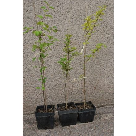 Miniatura - Malus sylvestris (Jabloň lesní) - kontejner 5 l