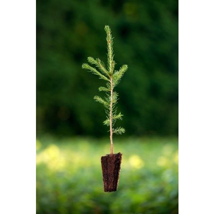 Miniatura - Picea abies (Smrk ztepilý) - QuickPot (QP)