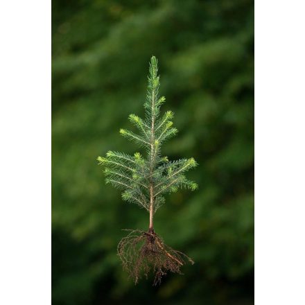 Miniatura - Picea abies (Smrk ztepilý) - prostokořenná