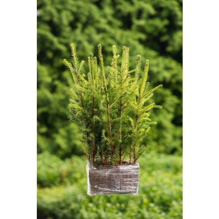 Miniatura - Picea abies (Smrk ztepilý) - QuickPot (QP)