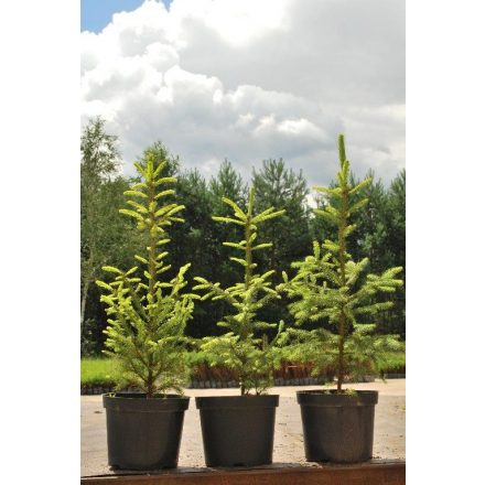 Miniatura - Picea abies (Smrk ztepilý) - kontejner 5 l